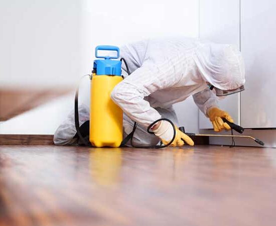 mold removal mold removal